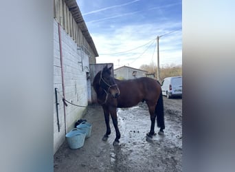 Selle Français, Gelding, 21 years, 16,1 hh, Brown