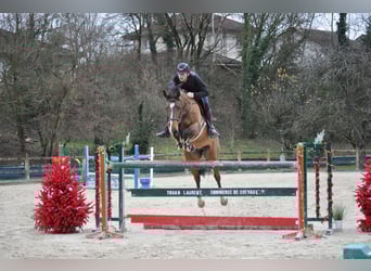 Selle Français, Gelding, 2 years, 16,1 hh, Brown