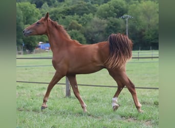 Selle Français, Gelding, 2 years, 17 hh, Chestnut