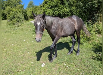 Selle Français Mix, Gelding, 2 years, Grey-Dark-Tan