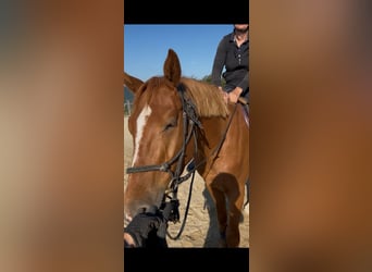 Selle Français, Gelding, 3 years, 16 hh, Chestnut-Red