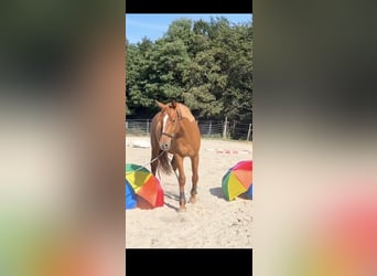 Selle Français, Gelding, 3 years, 16 hh, Chestnut-Red
