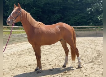 Selle Français, Gelding, 3 years, 16 hh, Chestnut-Red