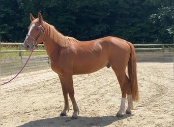 Selle Français, Gelding, 3 years, 16 hh, Chestnut-Red