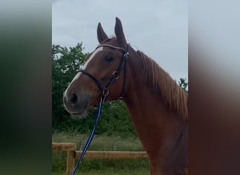 Selle Français, Gelding, 3 years, 16 hh, Chestnut-Red