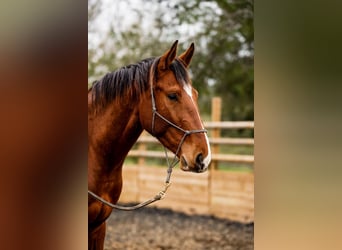 Selle Français, Gelding, 3 years, 16,1 hh, Bay