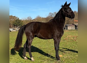 Selle Français, Gelding, 3 years, 16,2 hh, Black