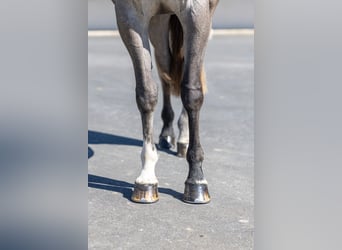 Selle Français, Gelding, 4 years, 15.2 hh, Grey Selle Français, Gelding, 4 years, 15.2 hh, Grey