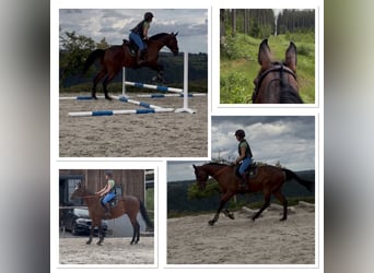 Selle Français, Gelding, 4 years, 16.1 hh, Brown
