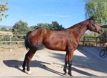 Selle Français, Gelding, 4 years, 16.1 hh, Brown