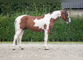 Selle Francais, Wallach, 4 Jahre, 16,1 hh, Schecke