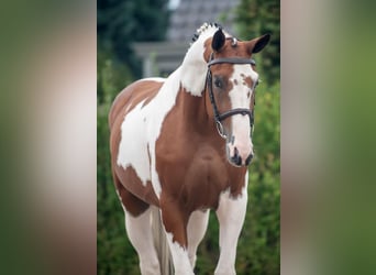 Selle Francais, Wallach, 4 Jahre, 16,1 hh, Schecke