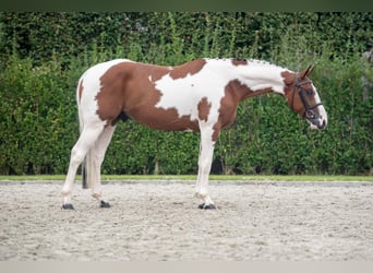 Selle Francais, Wallach, 4 Jahre, 16,1 hh, Schecke