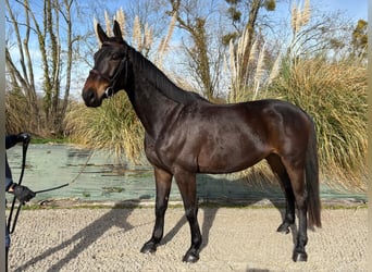 Selle Français, Gelding, 4 years, 16.2 hh, Bay-Dark