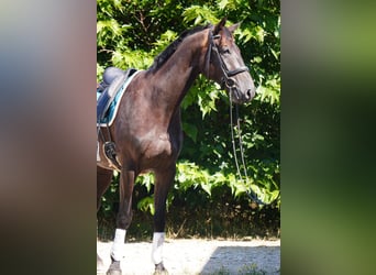 Selle Français, Gelding, 4 years, 16.2 hh, Black