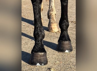 Selle Français, Gelding, 4 years, 16.2 hh, Smoky-Black