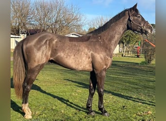 Selle Français, Gelding, 4 years, 16.2 hh, Smoky-Black