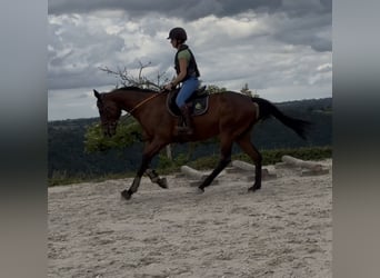 Selle Français, Gelding, 4 years, 16 hh, Brown