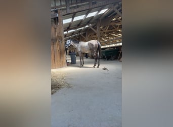 Selle Français, Gelding, 4 years, 16 hh, Grey