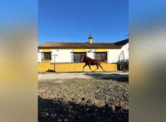 Selle Français Mix, Gelding, 4 years, 16 hh, Sorrel