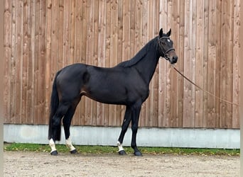 Selle Français, Gelding, 4 years, 16,1 hh, Bay-Dark