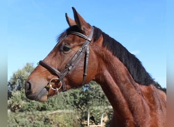 Selle Français, Gelding, 4 years, 16,1 hh, Brown