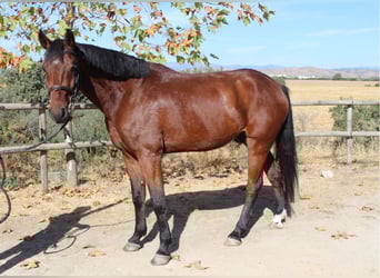 Selle Français, Gelding, 4 years, 16,1 hh, Brown
