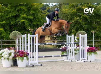 Selle Français, Gelding, 4 years, 16,1 hh, Brown