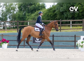 Selle Français, Gelding, 4 years, 16,1 hh, Brown