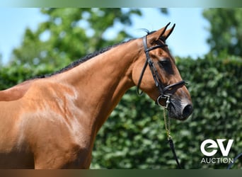 Selle Français, Gelding, 4 years, 16,1 hh, Brown