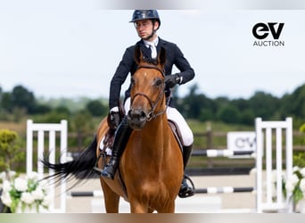 Selle Français, Gelding, 4 years, 16,1 hh, Brown
