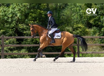Selle Français, Gelding, 4 years, 16,1 hh, Brown