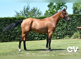 Selle Français, Gelding, 4 years, 16,1 hh, Brown