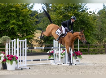 Selle Français, Gelding, 4 years, 16,1 hh, Brown