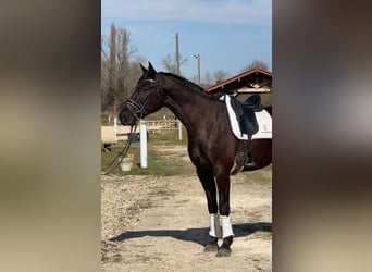 Selle Français, Gelding, 4 years, 16,2 hh, Black