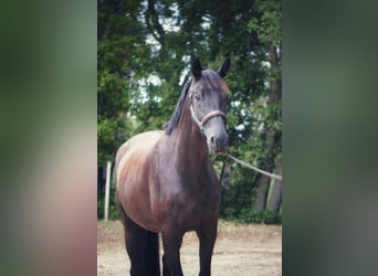 Selle Français, Gelding, 4 years, 16,2 hh, Black