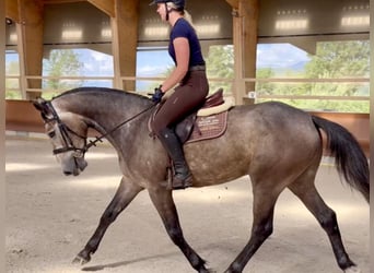 Selle Français, Gelding, 4 years, 16,2 hh, Gray