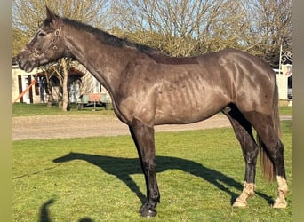Selle Français, Gelding, 4 years, 16,2 hh, Roan-Blue