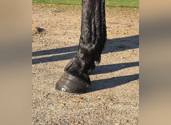 Selle Français, Gelding, 4 years, 16,2 hh, Smoky-Black