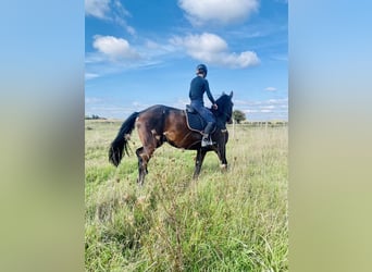 Selle Français, Gelding, 4 years, 16,3 hh, Brown