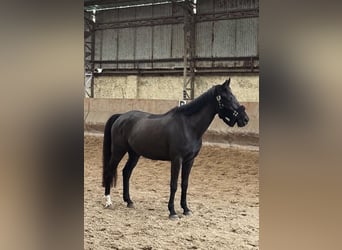 Selle Français, Gelding, 5 years, 15.1 hh, Bay-Dark