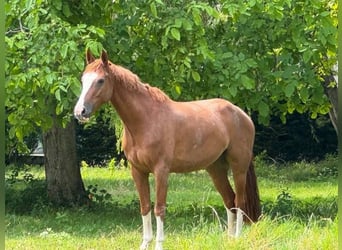 Selle Français, Gelding, 5 years, 15,2 hh, Chestnut-Red