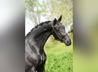 Selle Français, Gelding, 5 years, 16.1 hh, Black