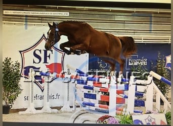 Selle Français, Gelding, 5 years, 16.1 hh, Chestnut-Red
