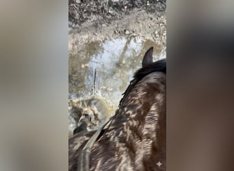 Selle Français, Gelding, 5 years, 16.1 hh, Smoky-Black