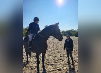 Selle Français, Gelding, 5 years, 16.3 hh, Smoky-Black