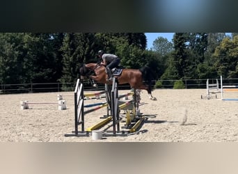 Selle Français, Gelding, 5 years, 16 hh, Brown