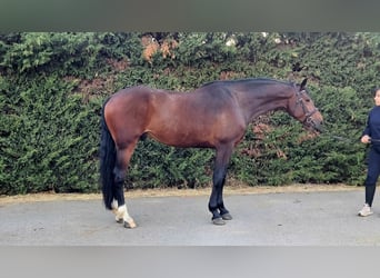 Selle Français Mix, Gelding, 5 years, 16,1 hh, Brown