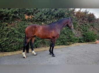 Selle Français Mix, Gelding, 5 years, 16,1 hh, Brown
