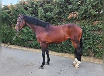 Selle Français Mix, Gelding, 5 years, 16,1 hh, Brown